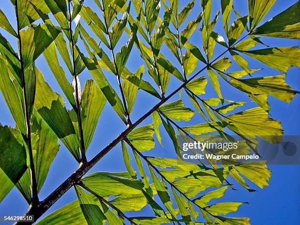 Caryota rouge